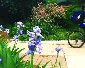 Close-up of purple flowers