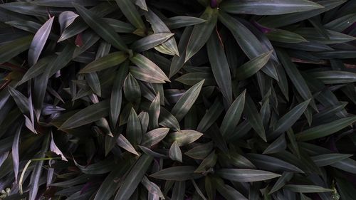 Full frame shot of plants