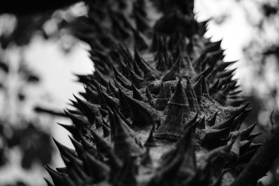 Close-up of dried leaves on plant