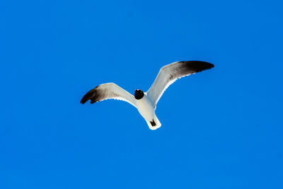 Low angle view of seagull flying against clear blue sky