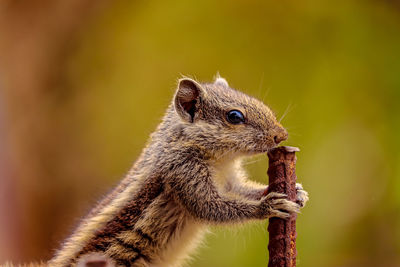 Close-up of squirrel eating