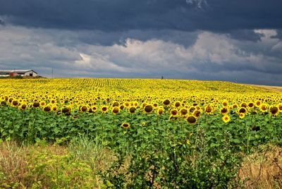 Scenic view of sunflower field against sky