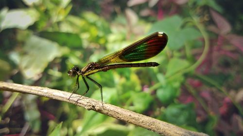 Close-up of damselfly on leaf