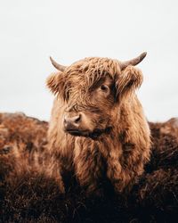 Highland cattle standing on land