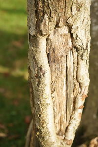 Close-up of insect on tree trunk