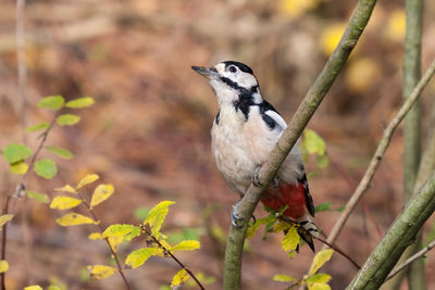 Close-up of bird perching on branch