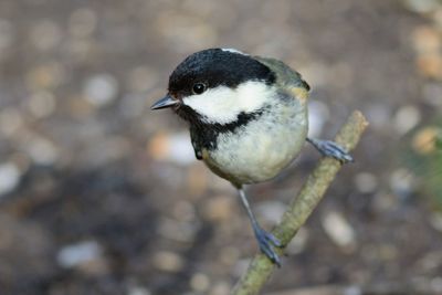 Close-up of carolina chickadee perching on twig