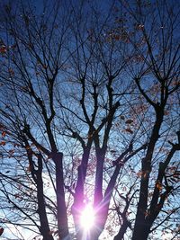 Low angle view of bare trees against sky