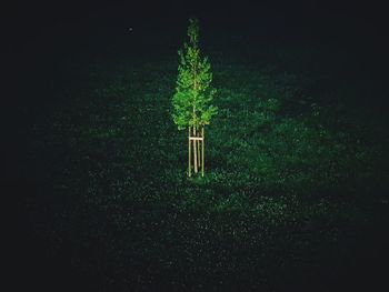 View of illuminated light trails on tree at night