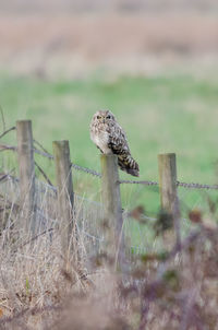 Bird on wooden post in field