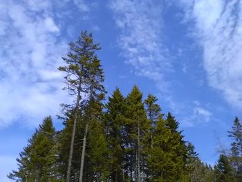 Low angle view of trees in forest against sky