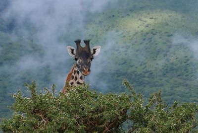 View of giraffe on land