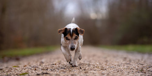 Portrait of dog standing on land