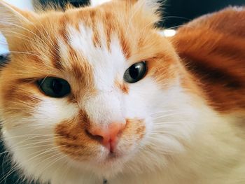 Close-up portrait of cat