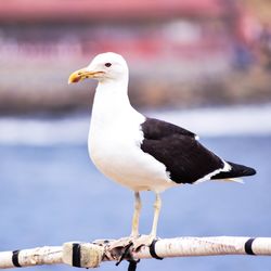 Close-up of seagull perching on shore against sea