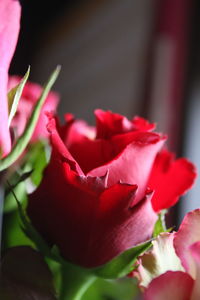 Close-up of pink flowers
