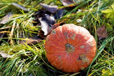 High angle view of pumpkins on field