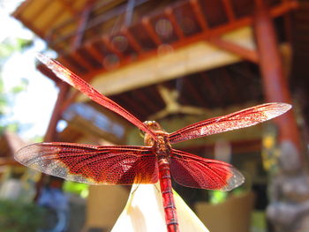 Close-up of red object