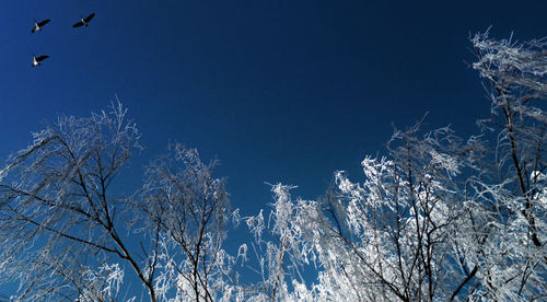 Low angle view of bare trees against clear blue sky