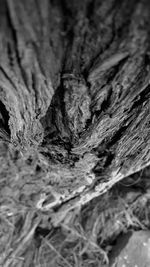 Close-up of tree trunk