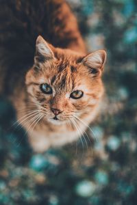 cat