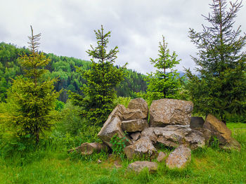 Beautiful spring natural landscape, fir trees and a pile of stones. different tones of green