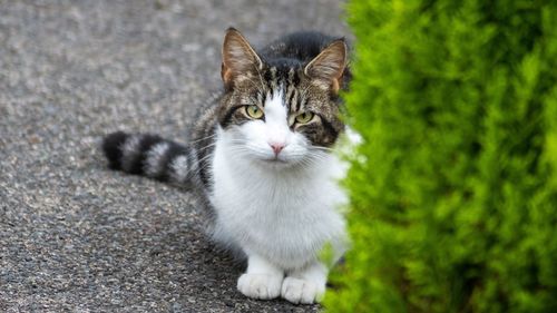 Close-up portrait of tabby cat