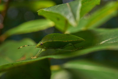 Close-up of insect on leaf