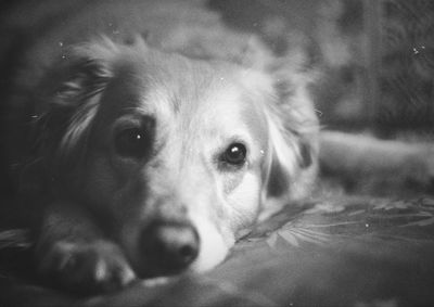 Close-up portrait of dog