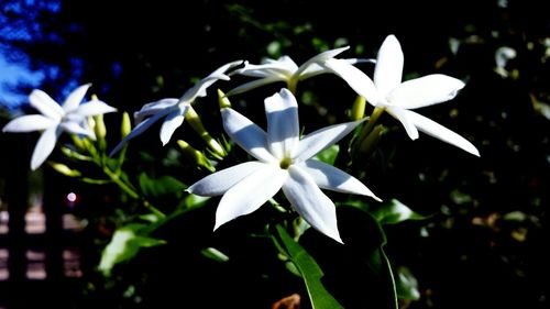 Close-up of white flowers