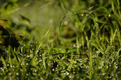 Close-up of raindrops on grass