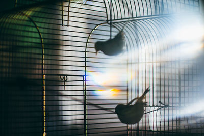 Birds in cage