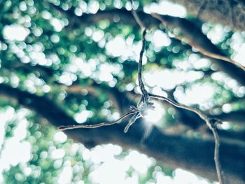 Close-up of lizard on branch