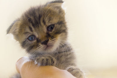 Close-up of hand holding cat against white background