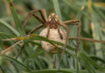 Female wolf spider with eggs