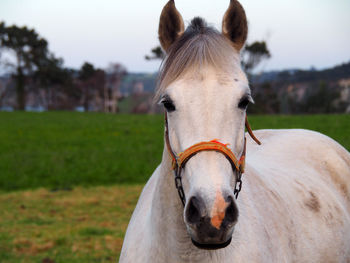 Close-up of horse on field