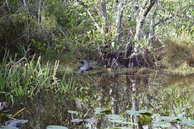 View of birds in lake