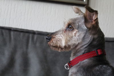 Close-up of dog looking away