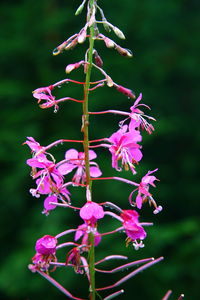 Close-up of flowers against blurred background