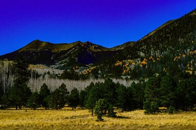 Scenic view of field against clear blue sky