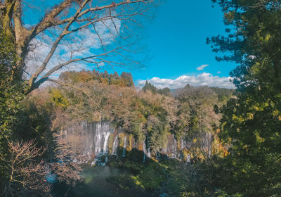 Trees in forest against sky during autumn