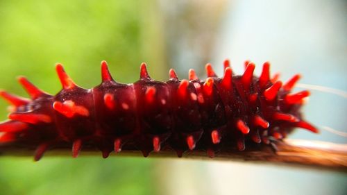 Close-up of red caterpillar