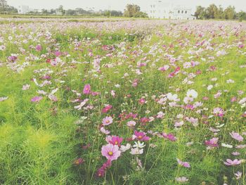 Flowers growing in field