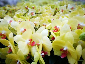 Close-up of yellow flowers blooming outdoors