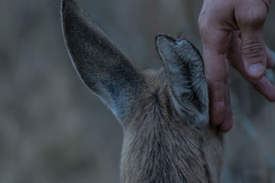 Close-up of hand