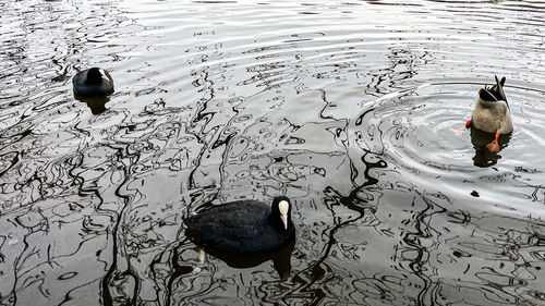 High angle view of ducks swimming on lake