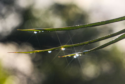 Close-up of spider on web