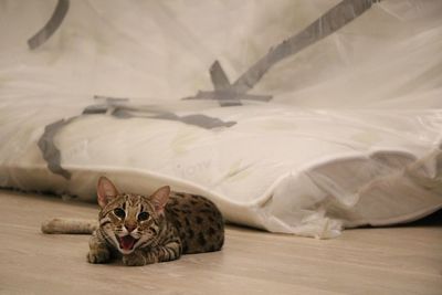 Portrait of bengal cat lying by mattress on hardwood floor