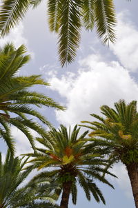 Low angle view of palm trees against sky