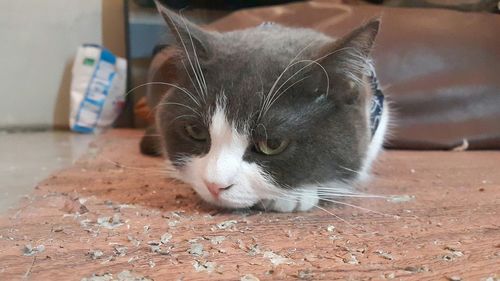 Close-up portrait of a cat